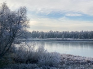 Stervensbegeleiding